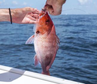 Angler brining in a red snapper onto a charter boat in Orange Beach