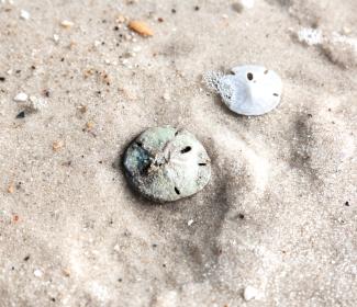 Sand Dollars on the beach in Gulf Shores, shelling on Alabama's Beaches