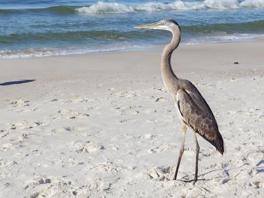 Blue heron on the shore along the beach in Gulf Shores