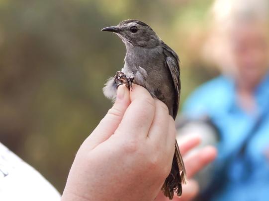 Gray catbird tagged during the Fort Morgan Bird Banding