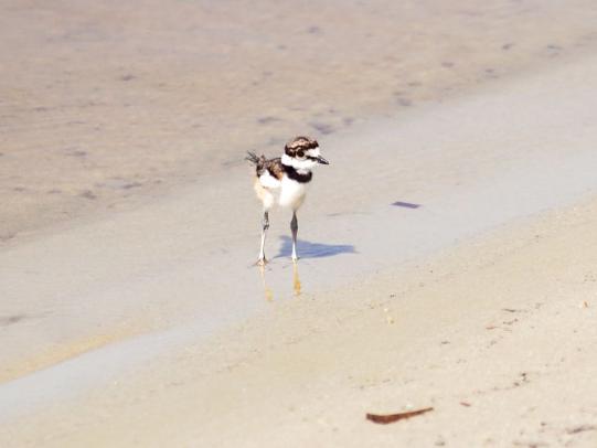 Sand piper running by the water at Lake Shelby at Gulf State Park