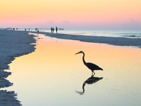 Bird near the shore in Gulf Shores at sunrise