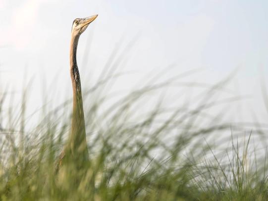Bird seen from Alabama Point Beach Access in Orange Beach