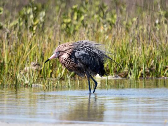Red Egret in the water at Wade Ward Nature Park, birding spot in Gulf Shores