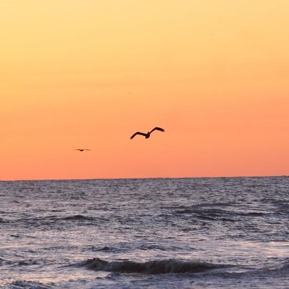 Gulf Shores Beach Sunset