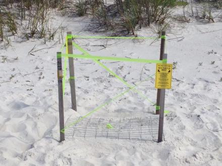 Marked off sea turtle nest on Alabama's Beaches