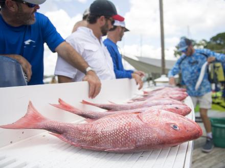 Fishing Charter Orange Beach