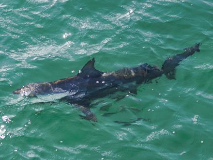 Shark Gulf State Park Pier