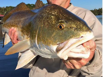 Redfish in Orange Beach