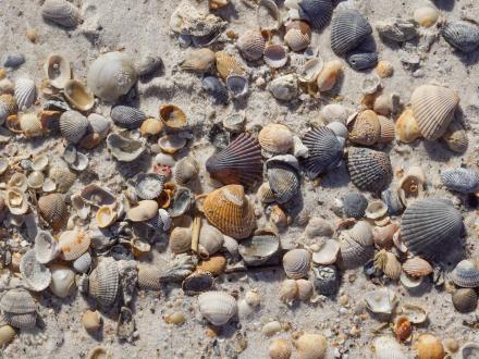 Sea Shells in Orange Beach
