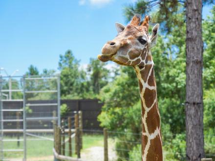 Giraffe at Alabama Gulf Coast Zoo