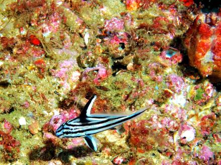 Orange Beach Snorkel Reef
