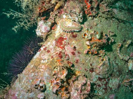 Scuba Diving Gulf Shores