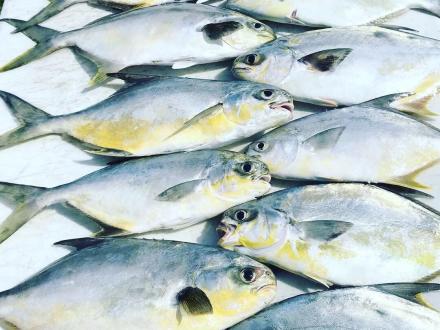 Pompano Fishing Alabama