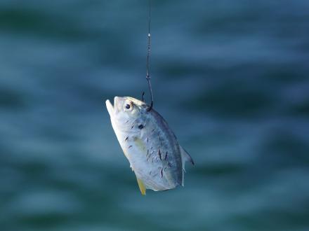 Bait Fishing Gulf Shores