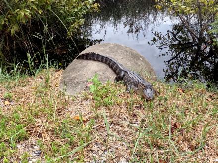 Gulf State Park Alligator