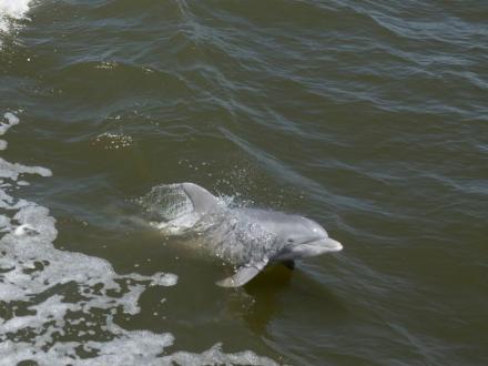 Dolphin Cruise Orange Beach