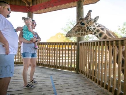 Alabama Gulf Coast Zoo Giraffe