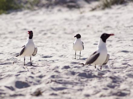 Seagulls Orange Beach