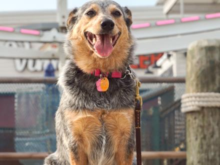 Dog at The Wharf