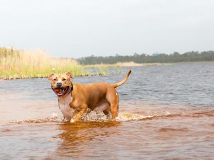 Dog at Lake Shelby