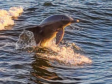 dolphin jumping