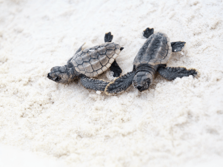 Sea Turtle