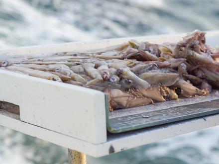 Squid Bait Fishing Charter
