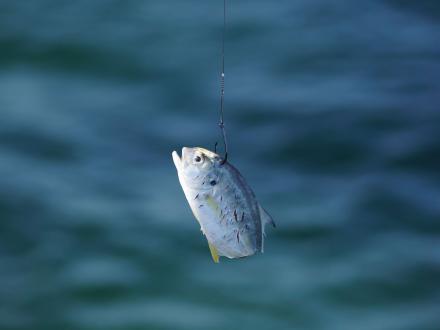 Pier Fishing Bait