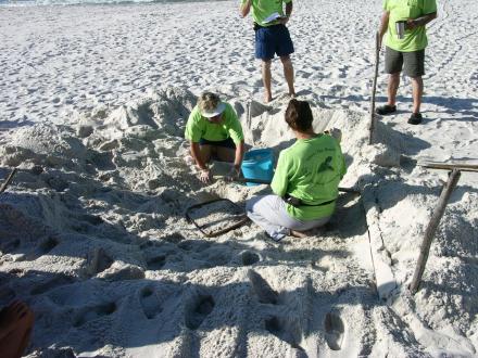 Share the Beach Sea Turtle Volunteer Program in Alabama