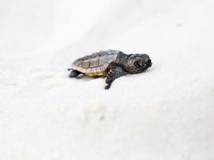 Baby Sea Turtles in Gulf Shores