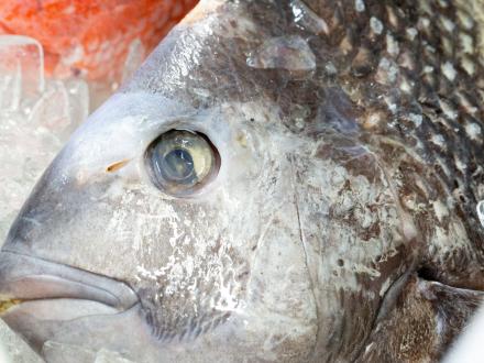 fresh Gulf fish at seafood market