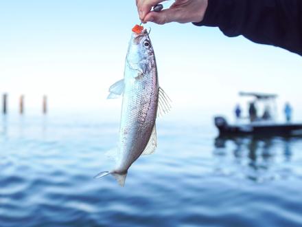Hand holding white trout caught offshore in Gulf Shores.