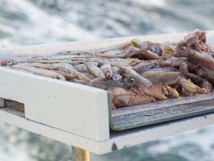 Cut up squid bait on a charter boat