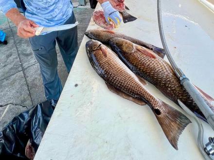 Man cleaning redfish caught in the Gulf