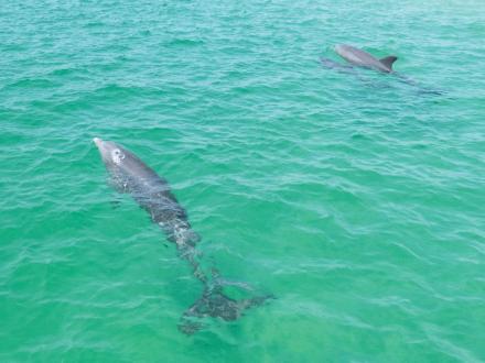 Dolphins in the Gulf of Mexico seen from a dolphin cruise in Orange Beach