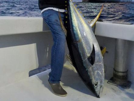 Tuna Intimidator caught offshore in Orange Beach