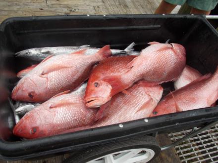 Red snapper caught on Alabama Beaches