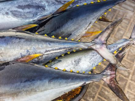 Yellowfin tuna tails