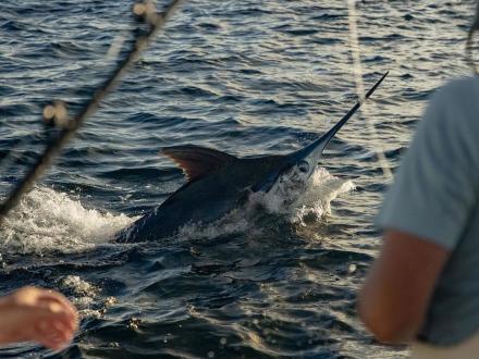 Blue Marlin hooked offshore in Gulf Shores