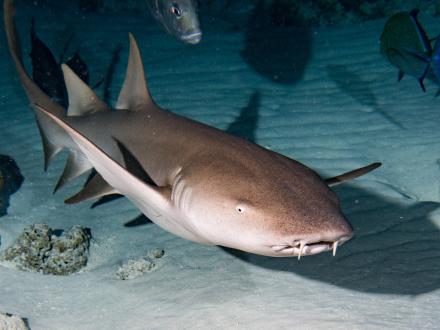 Nurse Shark, bottom dweller shark in the Gulf of Mexico