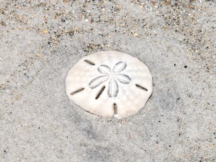 Sand Dollar on the beach