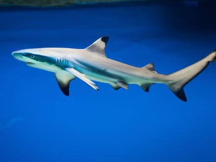 Blacktip Shark, common shark found in Gulf Shores