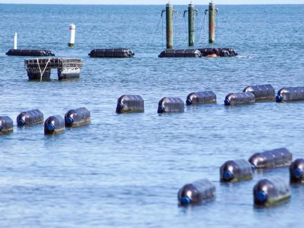 Admiral Shellfish Oyster Farm in Fort Morgan