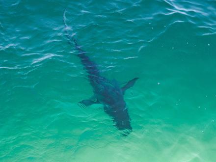 Shark near the fishing pier in Gulf Shores, Alabama