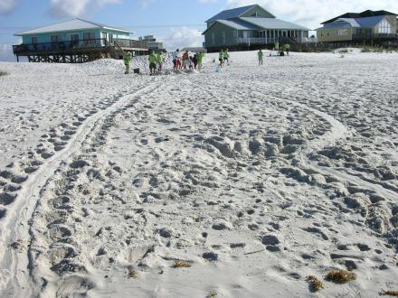 Sea turtle tracks on the beach in Gulf Shores