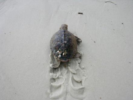 Sea turtle crawling on beach in Gulf Shores