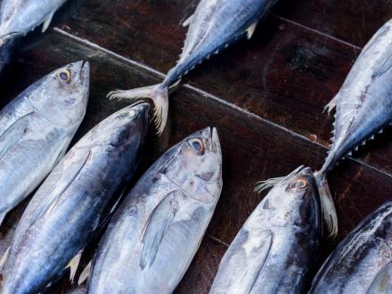 Tuna on the floor of a fishing boat in Alabama's Beaches