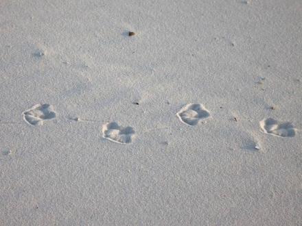 Paw prints in the sand in Fort Morgan, pet-friendly beach