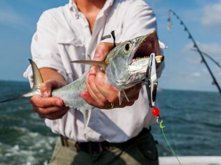 Man holding a mackerel caught in the Gulf